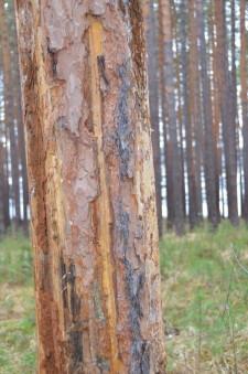 Поврежденные деревья2