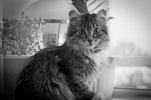 кошка