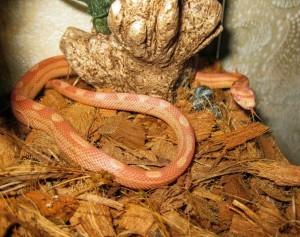 Змей по имени Горыныч