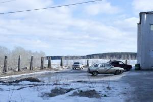 Обезглавленные деревья в центре села Патруши
