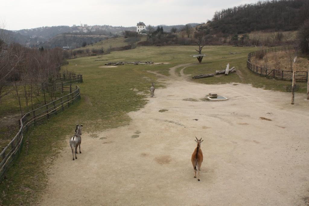 Африканская саванна в Пражском зоопарке