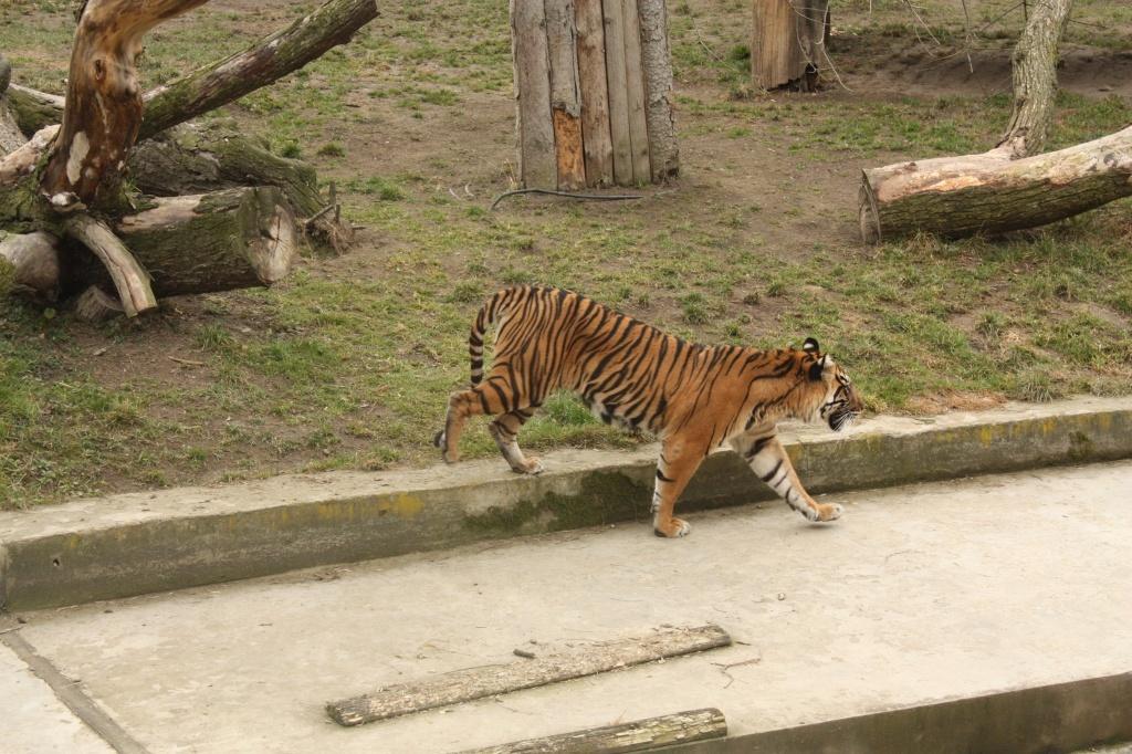 От этого тигра нас отделяло толстое стекло, спрятанное в зарослях