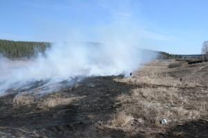Пожар на поле в п. Колос