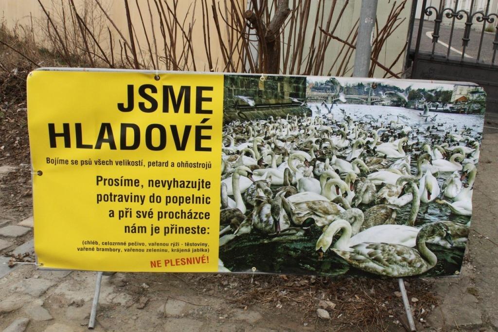 Объявление и список корма для лебедей