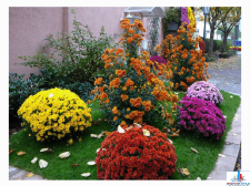 Корейские хризантемы