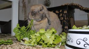 Фото с сайта krolikdoma.com