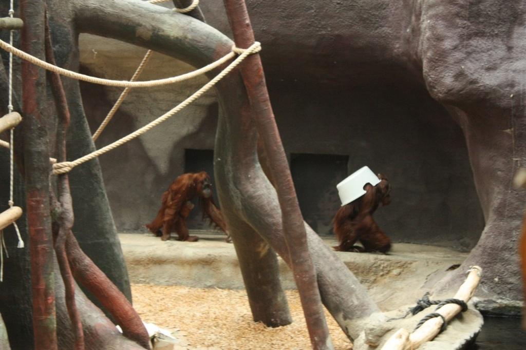 Орангутанги прятались от посетителей за тазиками