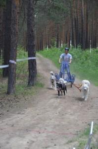 3 собаки в упряжке (4)