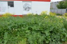 Сорняки у Магнита 2