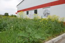 Сорняки у Магнита 3