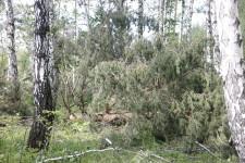 Ураган в Щелкуне7