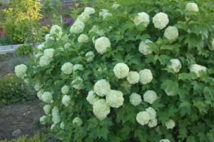 Калина бульденеж