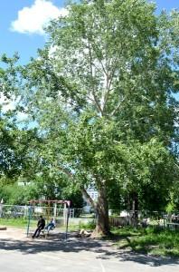 Тополь во дворе дома по Орджоникидзе, 52