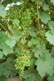 виноград