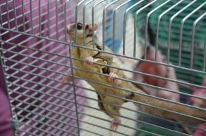 1 в Двуреченске живет сахарный посум