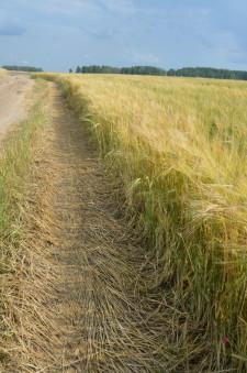 Коллеи в полях