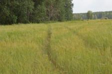 Коллеи в полях3