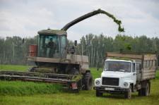 Щелкун Последний день убирают люцерну