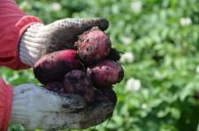 Свежий картофель