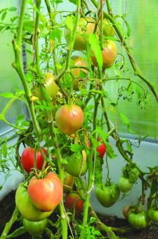 Усадьба Качаловых3