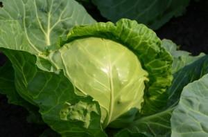 Усадьба Качаловых4