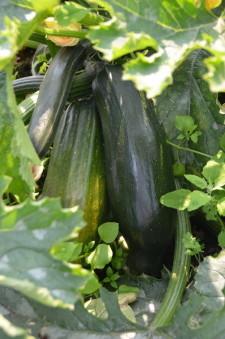 Усадьба Качаловых5