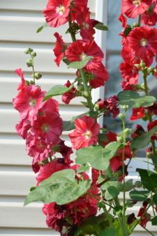 Усадьба Качаловых7