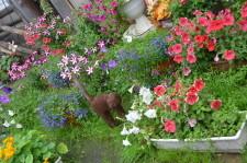 Усадьба Медянцевых2