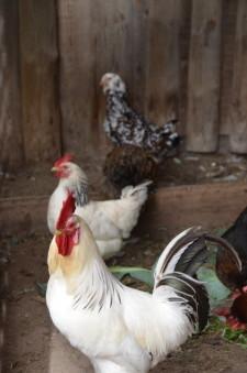 Усадьба Медянцевых4