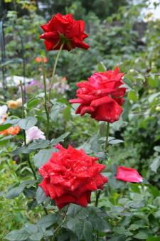 Усадьба Медянцевых5