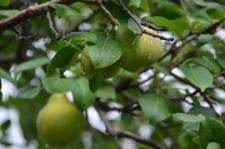 Усадьба Медянцевых6