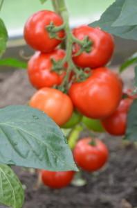 Усадьба Медянцевых7