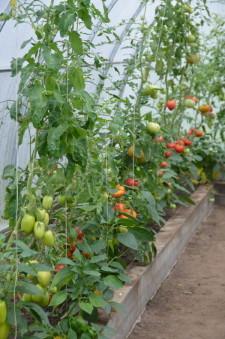 Усадьба Медянцевых8