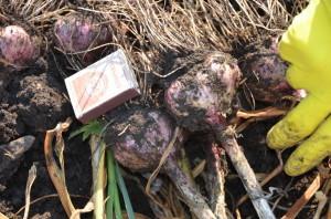 Усадьба Пирожковых3