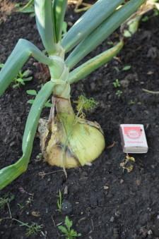 Усадьба Пирожковых4