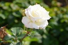 Усадьба Пирожковых7