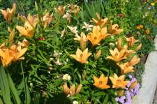 Усадьба Цветник Марины Зыковой11