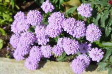 Усадьба Цветник Марины Зыковой12