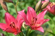 Усадьба Цветник Марины Зыковой13