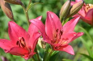 Усадьба Цветник Марины Зыковой13