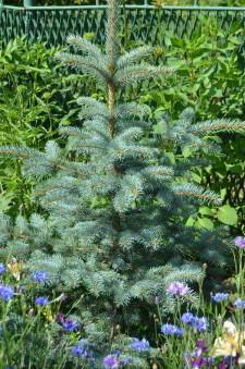 Усадьба Цветник Марины Зыковой14