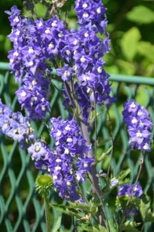 Усадьба Цветник Марины Зыковой15