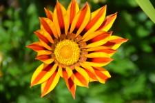 Усадьба Цветник Марины Зыковой16