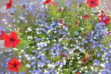 Усадьба Цветник Марины Зыковой17