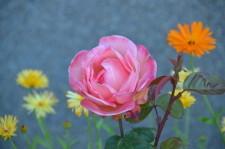 Усадьба Цветник Марины Зыковой3