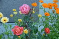 Усадьба Цветник Марины Зыковой4