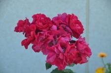 Усадьба Цветник Марины Зыковой5