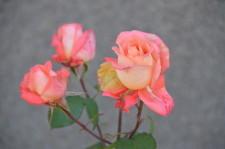 Усадьба Цветник Марины Зыковой8