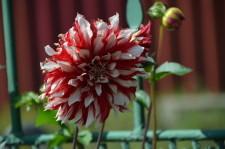 Усадьба Цветник Марины Зыковой9