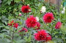 Алевтина Ивановна Глазырина георгины